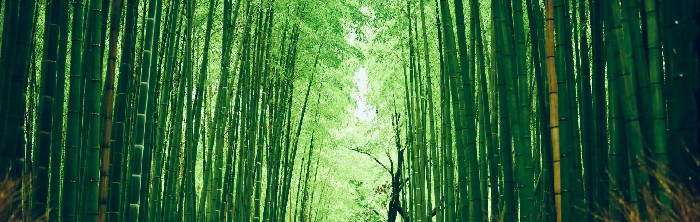 Private cooking classes in Kyoto